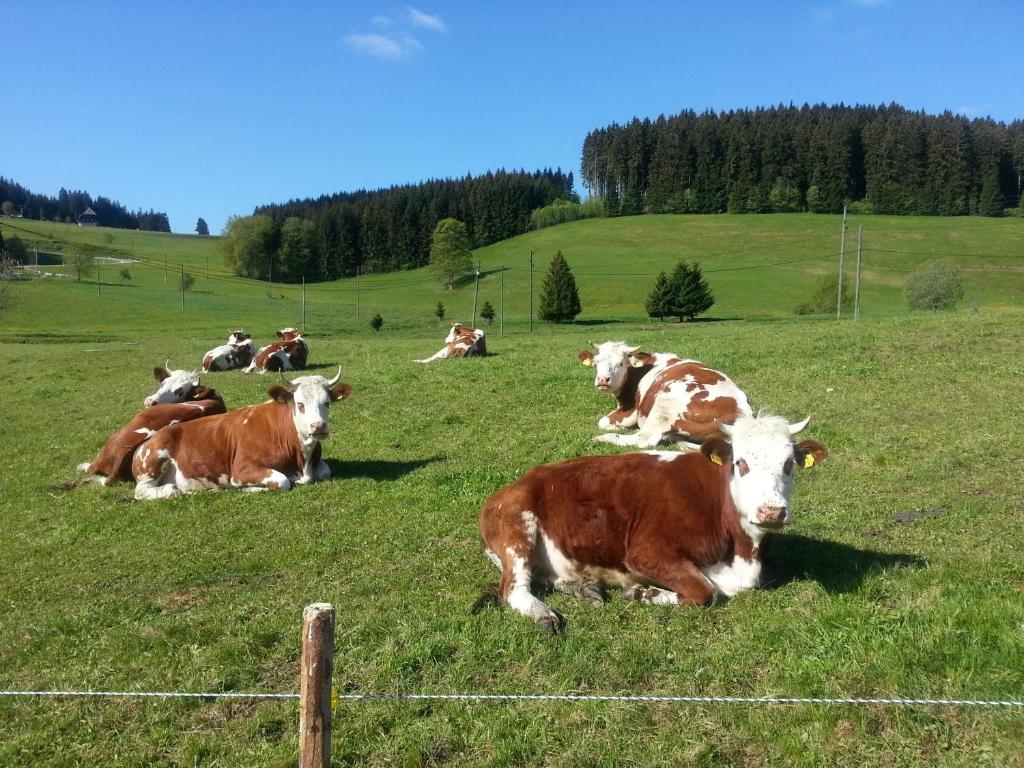 Appartement Rehblick Eisenbach  Eksteriør bilde
